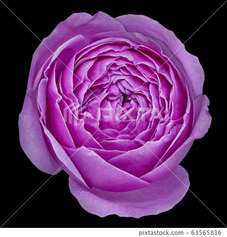 flower magenta rose isolated on black background 63565816