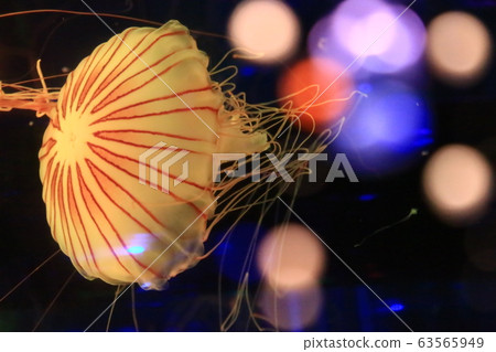 jellyfish jellyfish 63565949