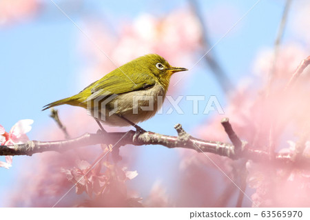 Sakura and mezzo Sakura and mezzo 63565970