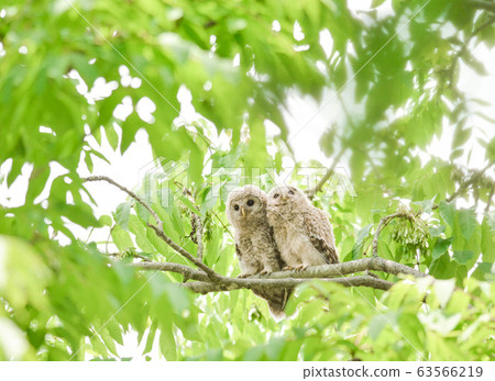 Two owl chicks Two owl chicks 63566219