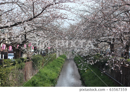 Ichikawa Makama River Cherry Blossom Sakura Highway Ichikawa Makama River Cherry Blossom Sakura Highway 63567359