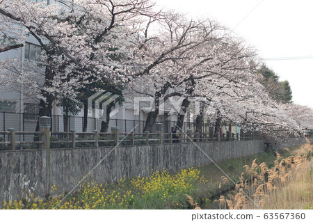 Ichikawa Makama River Cherry Blossom Sakura Highway Ichikawa Makama River Cherry Blossom Sakura Highway 63567360