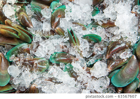 Green oyster shell Green oyster shell 63567607