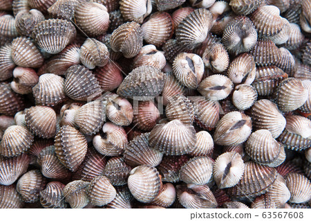 Cockle shell Cockle shell 63567608
