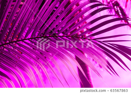 ultra violet palm branch. perfect background for ultra violet palm branch. perfect background for 63567863