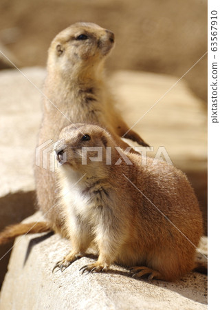 兩隻草原土撥鼠 63567910