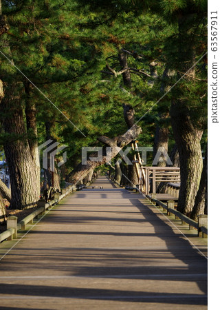 神的道路@美穗的松原 神的道路@美穗的松原 63567911