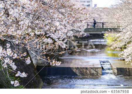 [Tokyo] Onda River Sakura 63567938