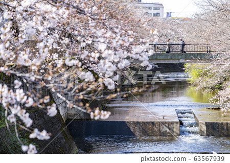 [東京]恩田河櫻 63567939