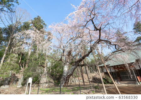 Weeping cherry tree at Fukunishi-ji Temple 63568330