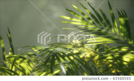 bright light shining through the humid misty fog bright light shining through the humid misty fog 63568593