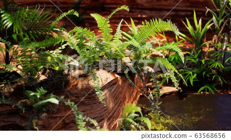 tropical golden pond with rocks and green plants tropical golden pond with rocks and green plants 63568656