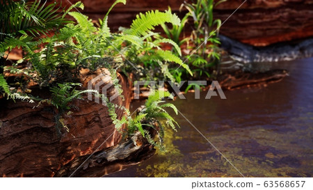 tropical golden pond with rocks and green plants tropical golden pond with rocks and green plants 63568657