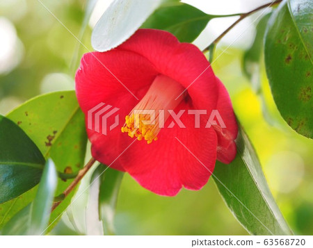 茶花花關門 茶花花關門 63568720