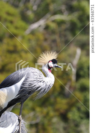 White-crowned crane White-crowned crane 63568751