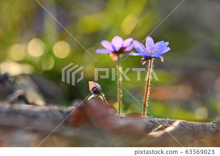 Spring flower. BeautiSpring flower. Beautiful purple plant in the forest. Colorful natural background. (Hepatica nobilis)ful purple plant in the 63569023