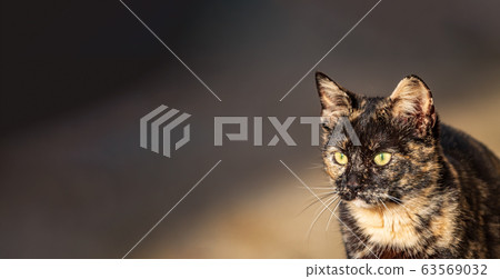 Carey cat head looking to the left 63569032