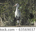 灰鷺 63569037