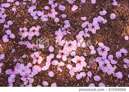 Cherry blossoms that fall to the ground without passing through the peak Cherry blossoms that fall to the ground without passing through the peak 63569066
