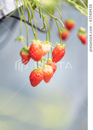 Strawberries (strawberry picking) Strawberries (strawberry picking) 63569438