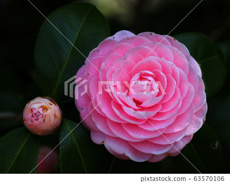 Pink double-flowered camellia Pink double-flowered camellia 63570106