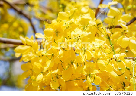 Golden shower tree (Cassia fistula) is Blooming on tree with Blue sky and Sunlight. 63570126