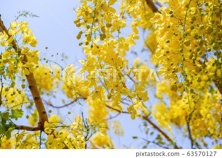 Golden shower tree (Cassia fistula) is Blooming on tree with Blue sky and Sunlight. Golden shower tree (Cassia fistula) is Blooming on tree with Blue sky and Sunlight. 63570127