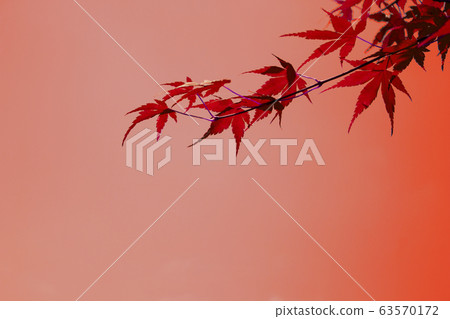 秋天image_maple，秋天的落葉 63570172