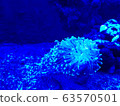 海葵，藍色，熒光，生物，深海，海洋，自然，生物 63570501
