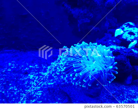 海葵，藍色，熒光，生物，深海，海洋，自然，生物 63570501