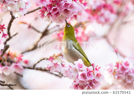 Kawazu cherry tree and mezzo Kawazu cherry tree and mezzo 63570541