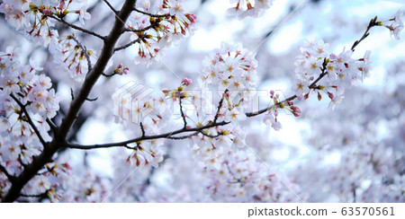 cherry blossoms in high key 63570561