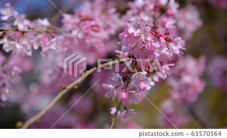 pink cherry blossoms in saitama pink cherry blossoms in saitama 63570564