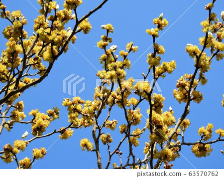 Dangome Dangome 63570762