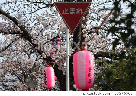 在今川市今川市一排櫻花樹停下來 在今川市今川市一排櫻花樹停下來 63570763