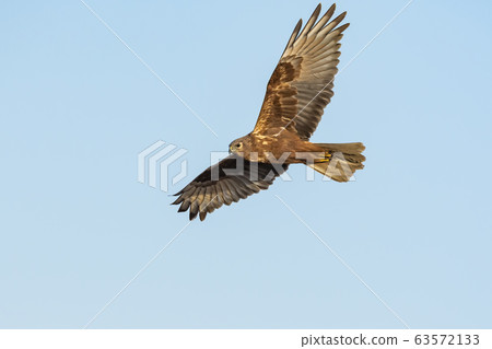 Chuhi Flight 63572133