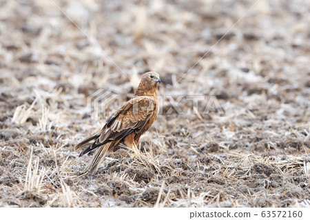 A crow A crow 63572160