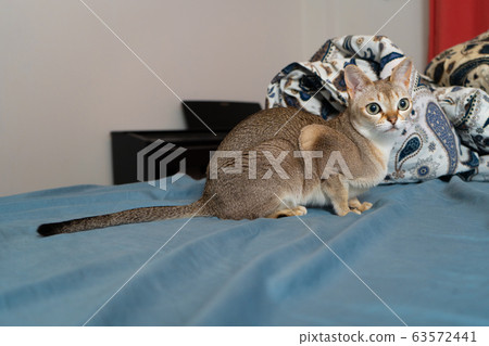 Portrait of adorable singapura cat. Animal photo. Stockholm.  63572441