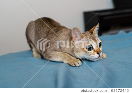 Singapura cat playing on blue/gray background. Animal photo. Stockholm. Singapura cat playing on blue/gray background. Animal photo. Stockholm. 63572443