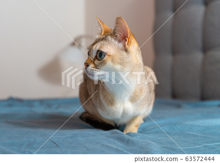 Portrait of adorable singapura cat. Animal photo. Stockholm. 63572444