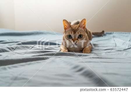 Singapura cat playing on blue/gray background. Animal photo. Stockholm. Singapura cat playing on blue/gray background. Animal photo. Stockholm. 63572447