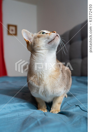 Portrait of adorable singapura cat. Animal photo. Stockholm. 63572450