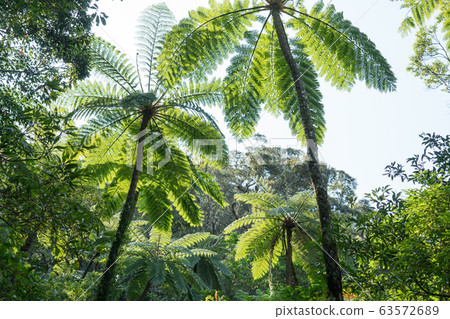 Kim Sogen Kim Sogen 63572689