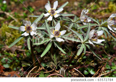 Setubusou flower Setubusou flower 63572784