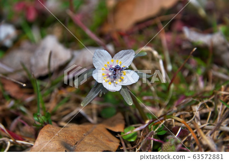 瀨戶草花 63572881