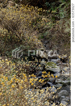 Mie Mitsumata colony and stream 63573027