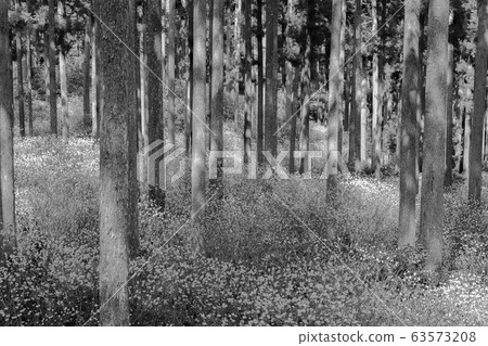 [Sepia] Mitsumata dough 63573208