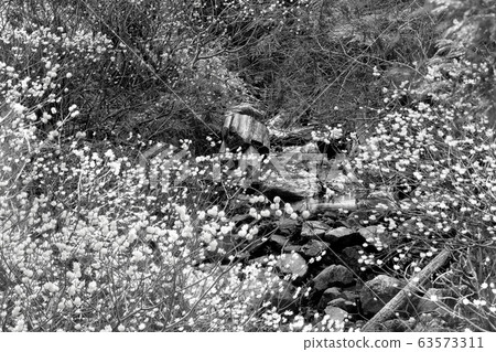 [Sepia] Mitsumata colony and brook 63573311