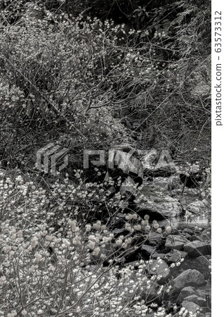 [棕褐色] Mitsumata殖民地和溪 63573312