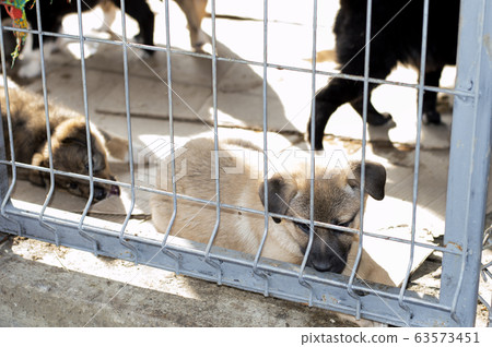 beige puppy lies in the shelter house beige puppy lies in the shelter house 63573451